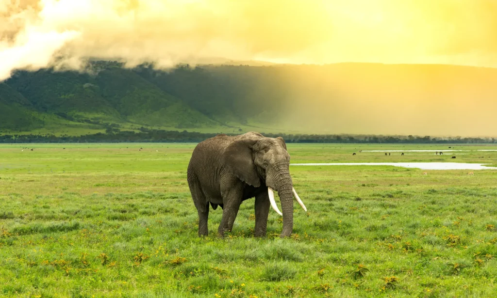 Central Serengeti National Park