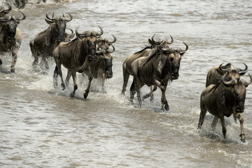 Full Day Ndutu and Serengeti National Park