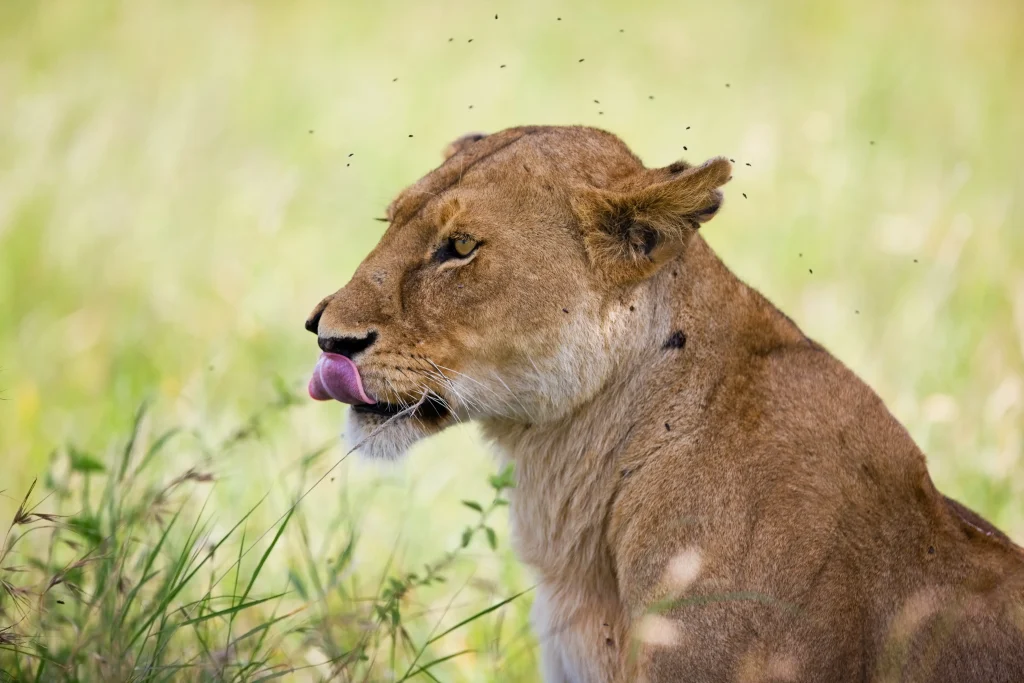 Ndutu - Central Serengeti