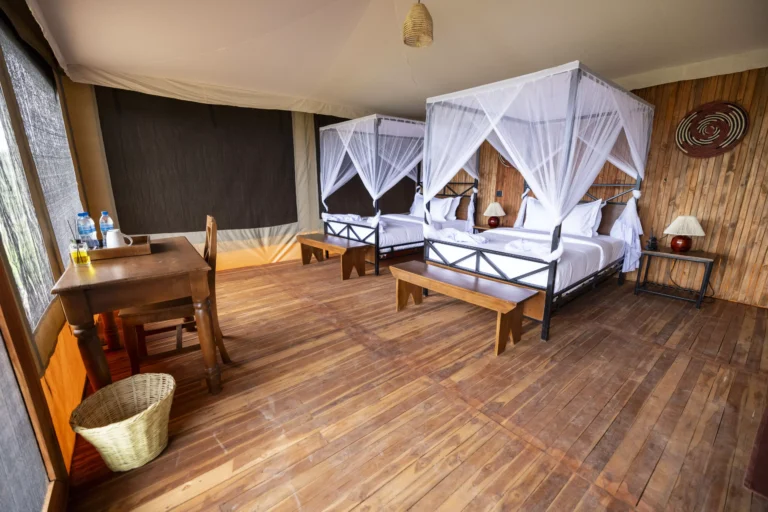 Safari Haven Migration Camp
