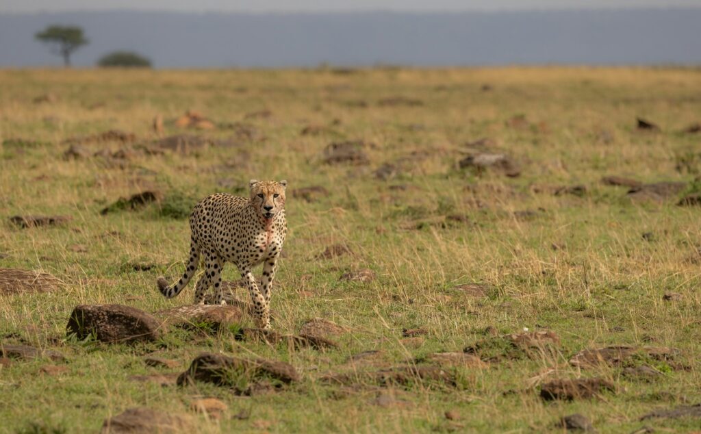Fully Day Ndutu - Calving Season Experience