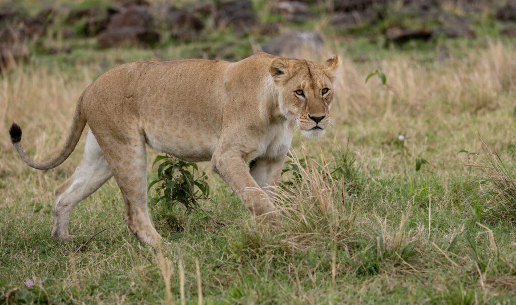Karatu - Serengeti National Park