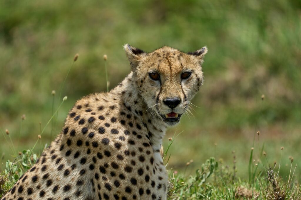 Serengeti National Park