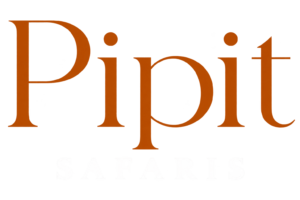 Pipit Safari