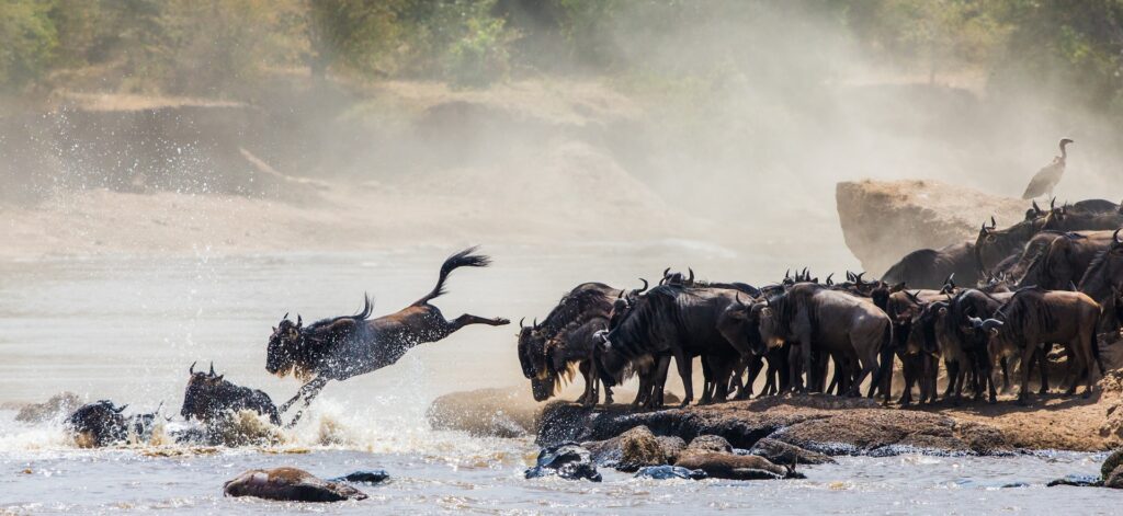 Serengeti National Park - Migration Search