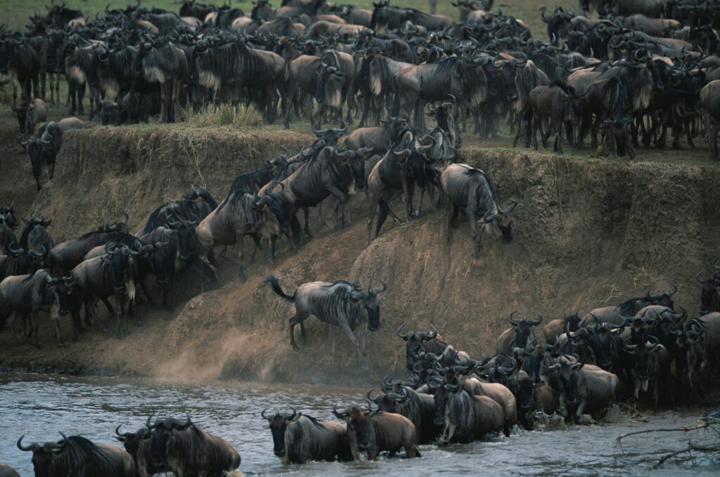 Central Serengeti - Great Migration Experience
