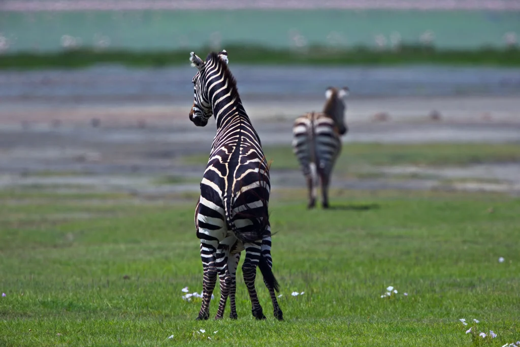 Karatu - Ngorongoro Highlands - Ngorongoro