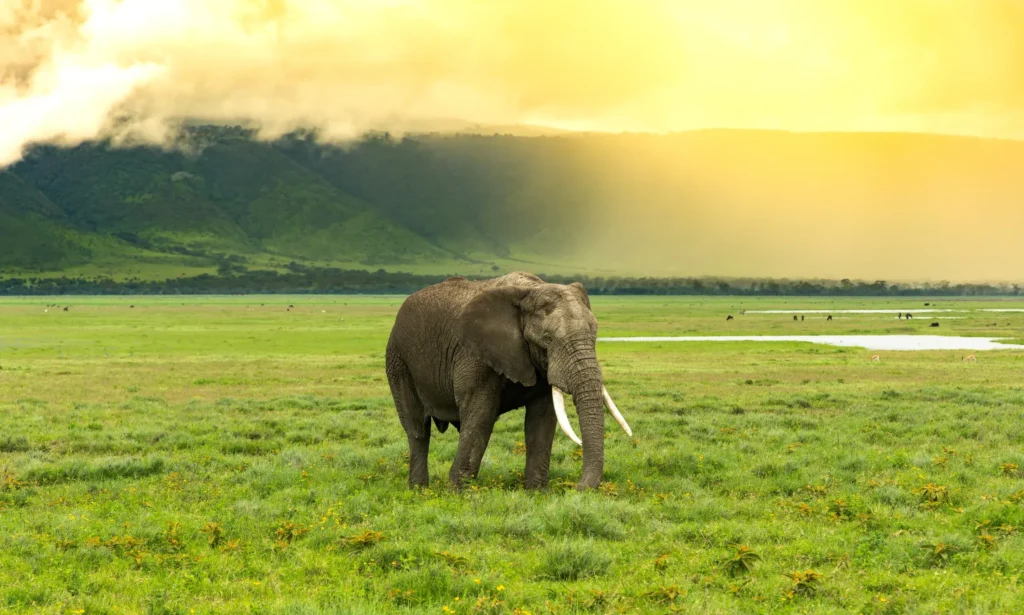 Ngorongoro Highlands – Empakai Crater