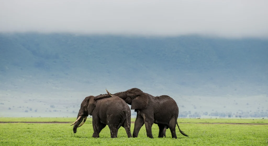 Ngorongoro Crater → Arusha