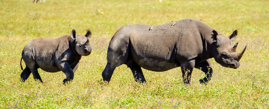 Central Serengeti - Ngorongoro
