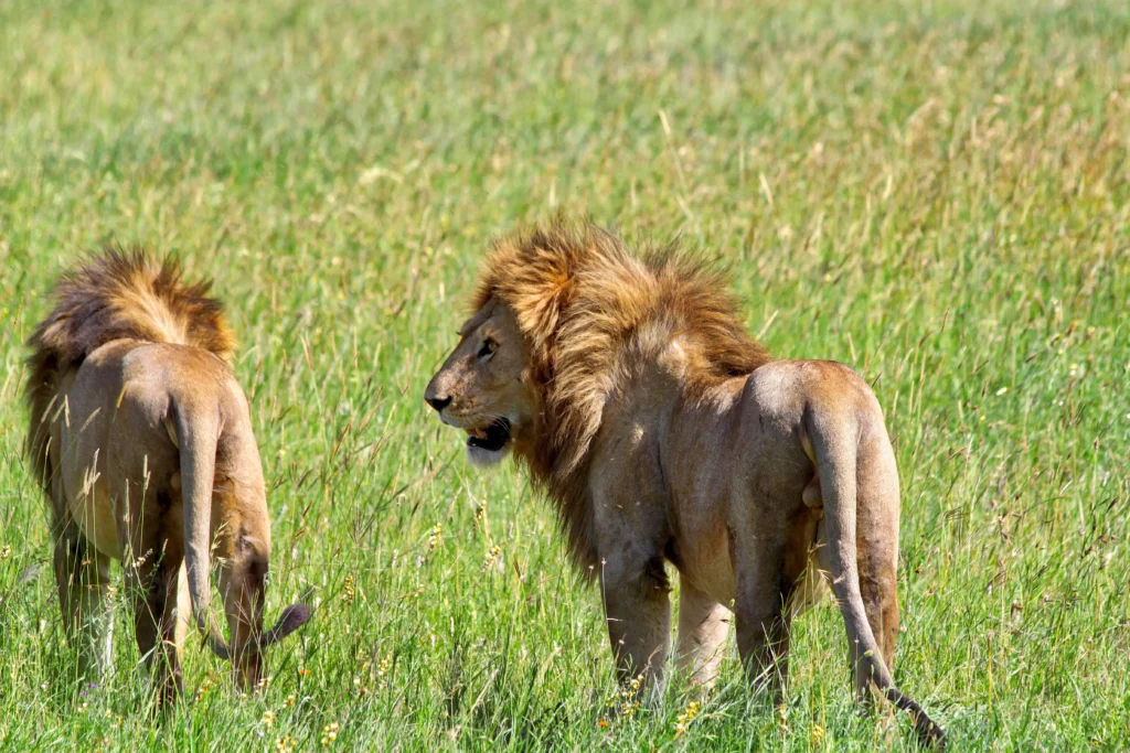 Full Day Serengeti National Park