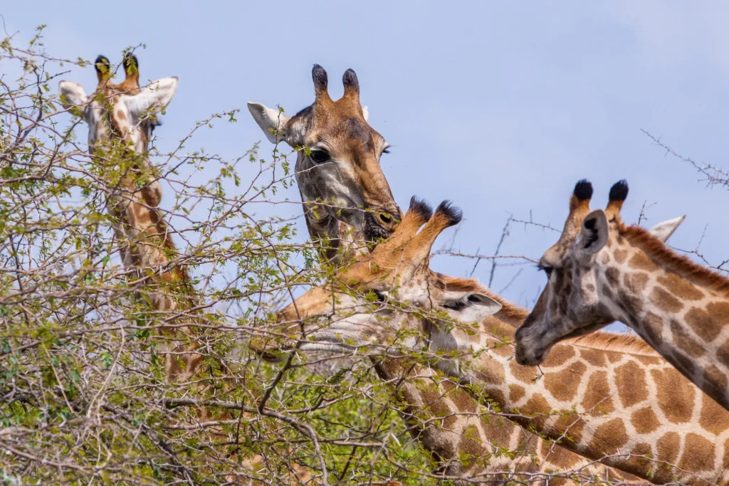 Serengeti National Park