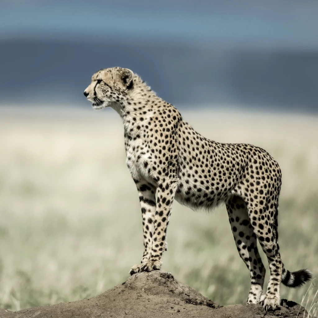 Arusha – Serengeti National Park – Central Serengeti