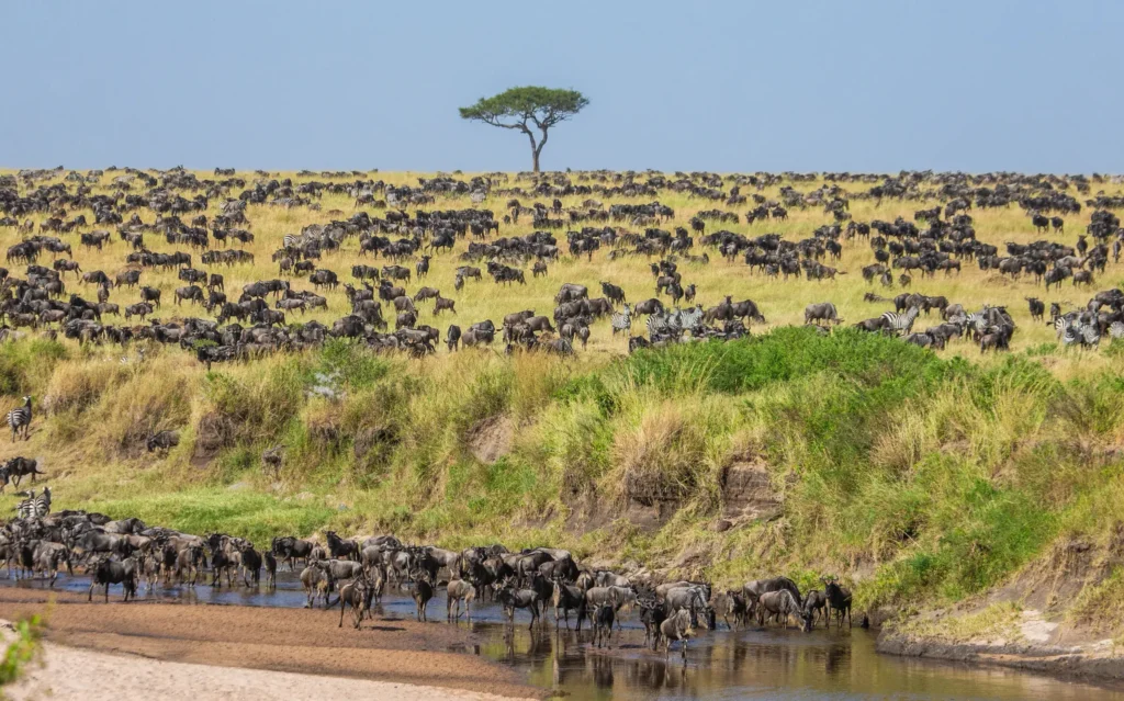 Arusha - Ndutu Area