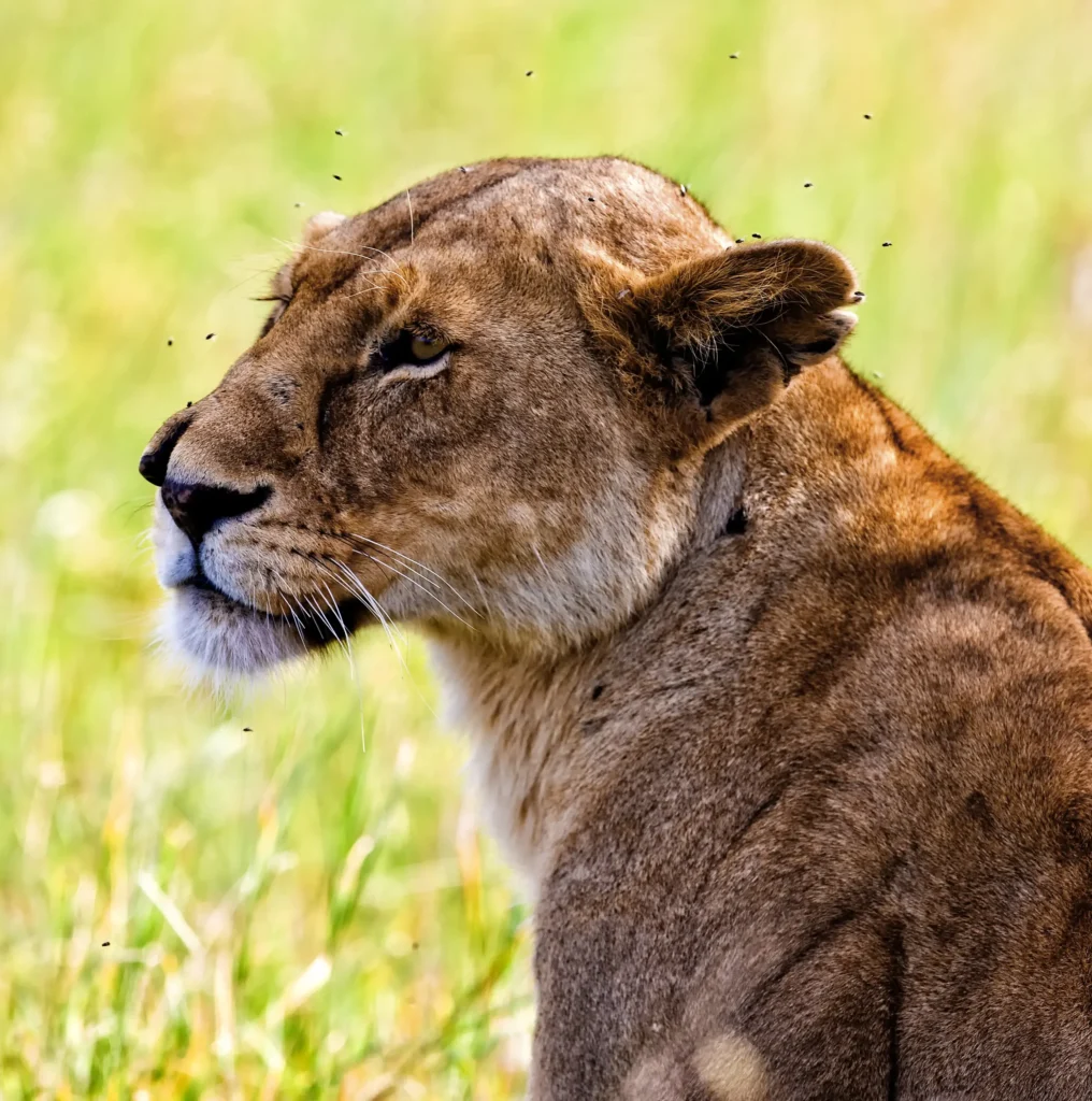 Serengeti National Park