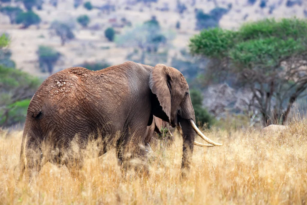 Lake Manyara - Ngorongoro Highland