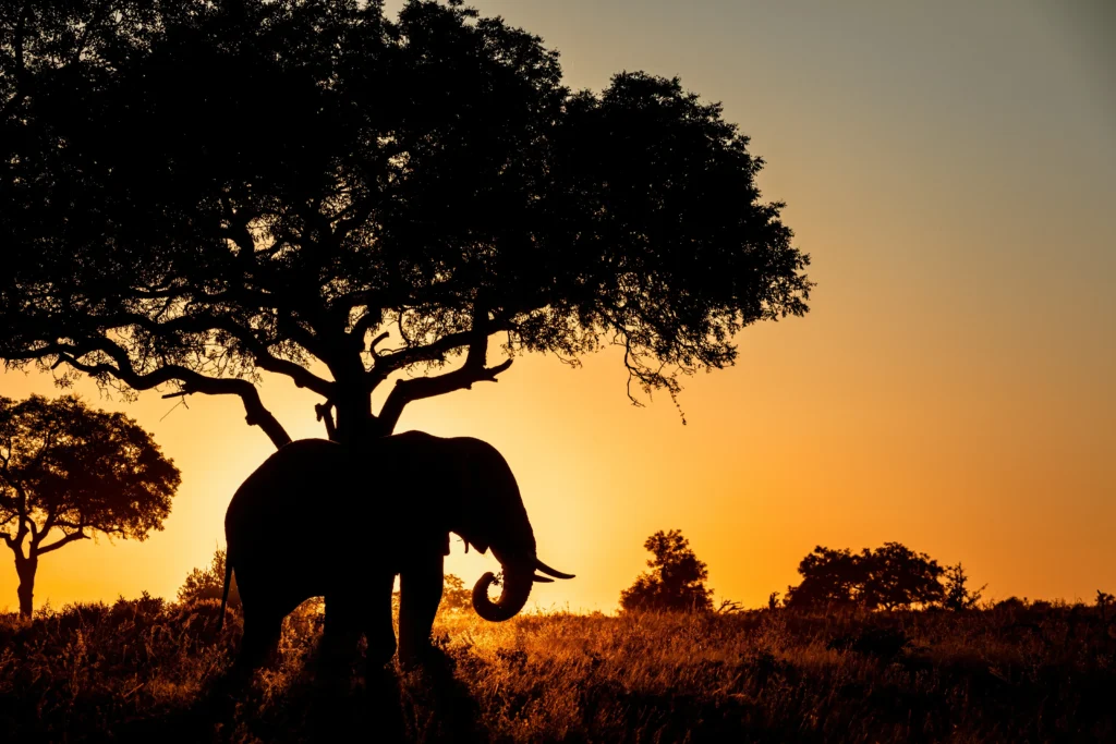 Arusha - Tarangire National Park - Karatu
