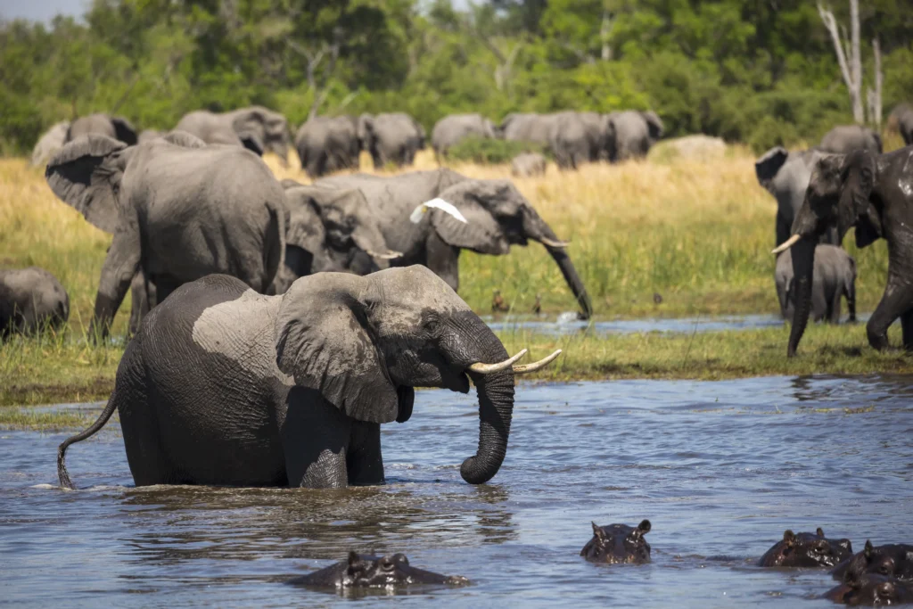 Ngorongoro Crater - Tarangire