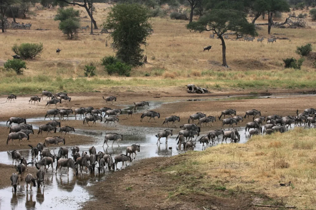 Arusha - Tarangire National Park - Karatu