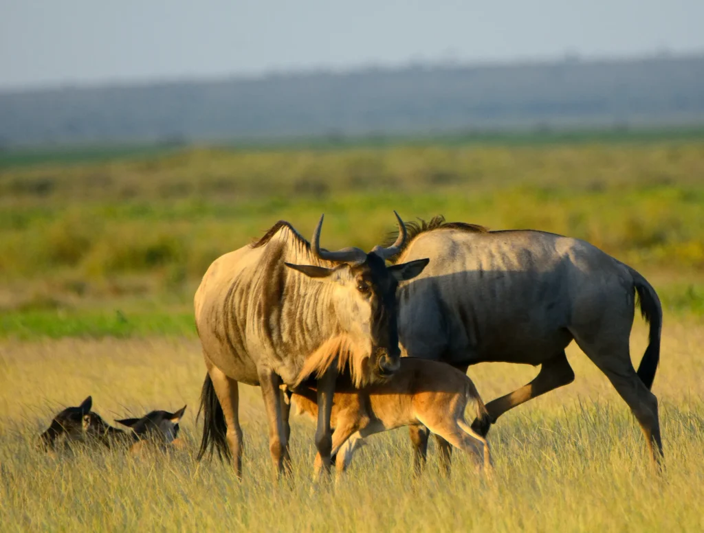 Tarangire National Park