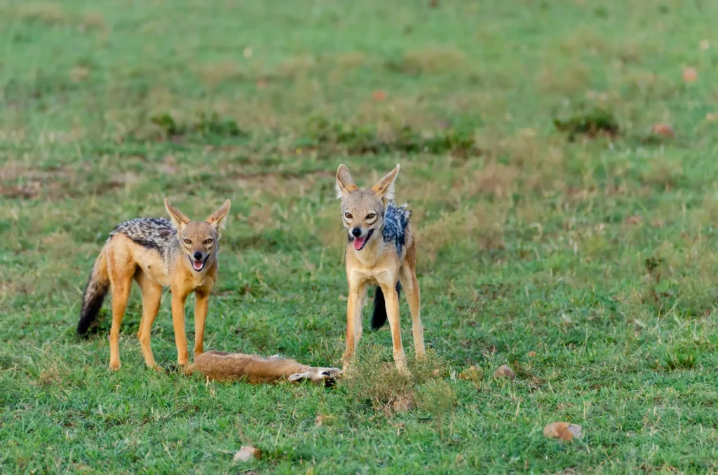 Nyerere - Mikumi National Park