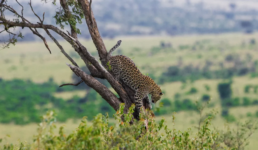 Full Day Nyerere National Park - Boat Safari
