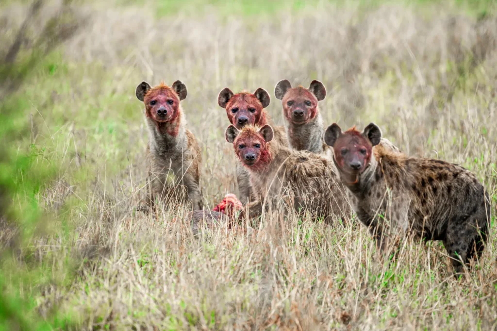 Fly into Nyerere National Park - Game Drive