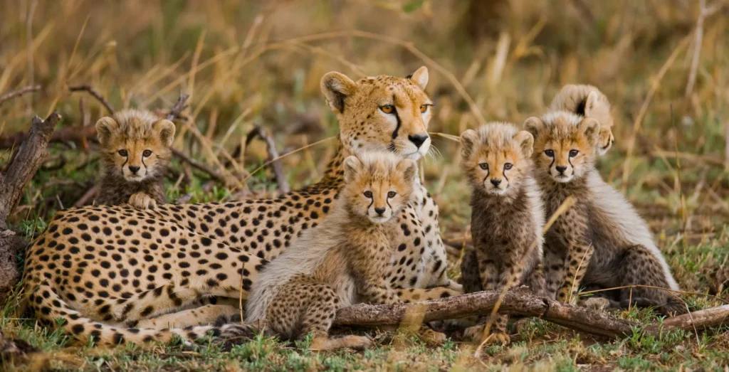 Mikumi - Ruaha National Park - Afternoon Game Drive